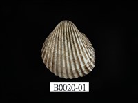 藏品(球蚶(球毛蚶))的圖片